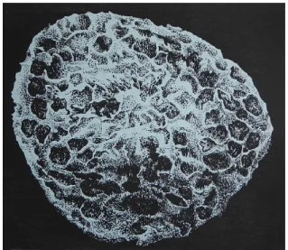Fig. 2.  Drawing  by  D I  C LEMENTE   (1985)  of  a  specimen (max.  diameter: 60 µm) of Retispora  lepidophyta found in the “Carrière Langlier” in the  Bocq Valley, Belgium