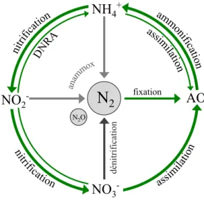 Figure  1.1  Schématisation  simplifiée  du  cycle  de  l’azote  en  milieu  marin.  AO :  azote  organique  (inclus  l’azote  organique particulaire et dissout); DNRA : réduction dissimilatrice du NO 3 -  en NH 4 + 