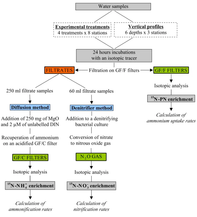 Figure 2.2 Flow diagram of the procedures used to obtain rates of nitrification,  NH 4 +   uptake and ammonification  rates  with  the  15 N  tracer  method