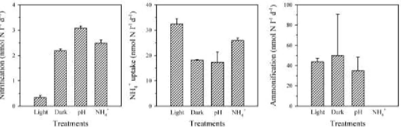 Figure  2.5  Rates  of  nitrification,  NH 4 +   uptake  and  ammonification  (nmol  l -1   d -1 )  in  the  different  experimental  treatments  (light,  darkness,  reduced  pH  +  darkness,  and  enriched  NH 4 +   +  darkness)  at  the  surface  of  sta
