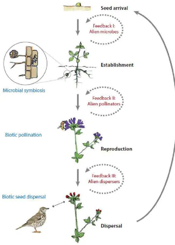 Figure 3. Interactions mutualistes possibles lors du processus d’invasion et pouvant intervenir à  chaque stade du cycle de vie d’une plantes (Traveset &amp; Richardson 2014)