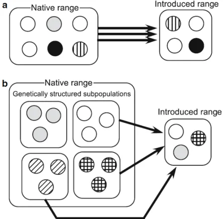 Figure 5. Schémas illustrant le phénomène d’introductions multiples qui contribuent à maintenir  de  forts  niveaux  de  variation  génétique  chez  les  espèces  invasives