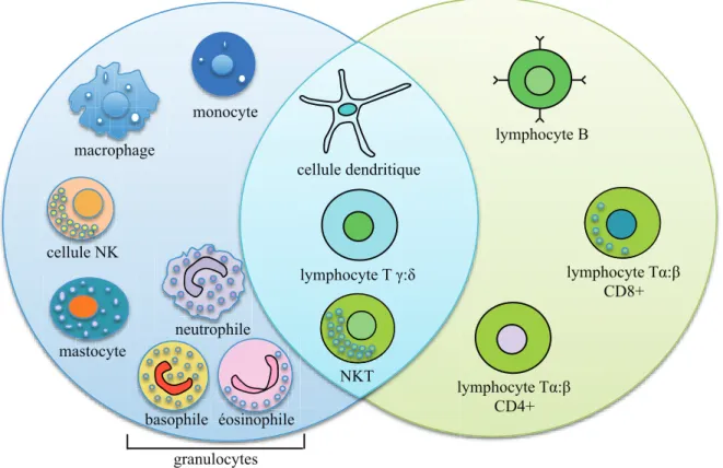 Figure 1. Les cellules du système immunitaire inné et adaptatif. L’immunité innée est  constituée des monocytes, macrophages, cellules NK, mastocytes et granulocytes  (neutrophiles, basophiles, éosinophiles)