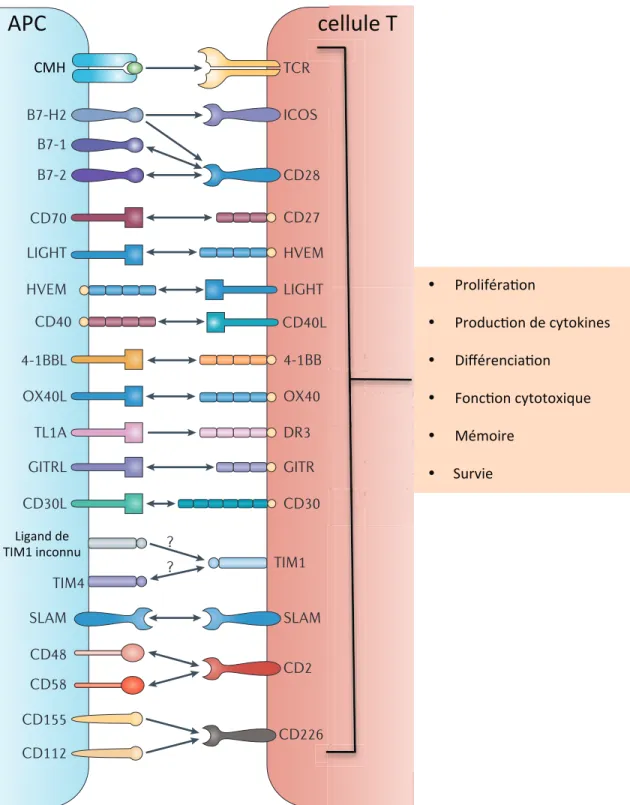 Figure  2. Présentation des différentes interactions de co-stimulation entre APC et  lymphocytes T