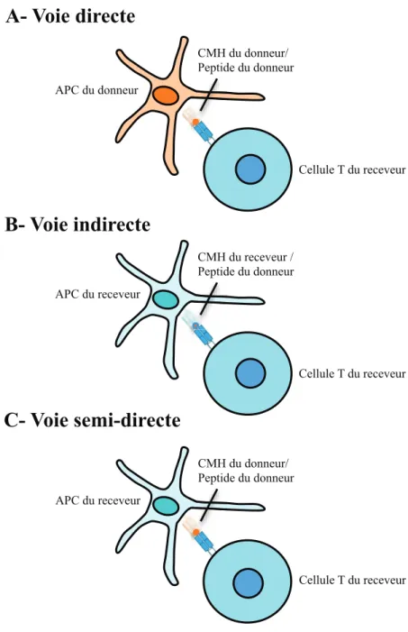 Figure 5. Les différentes voies menant à l'induction d'une réponse immunitaire contre  le greffon: la voie directe (A), la voie indirecte (B) et la voie semi-directe (C)
