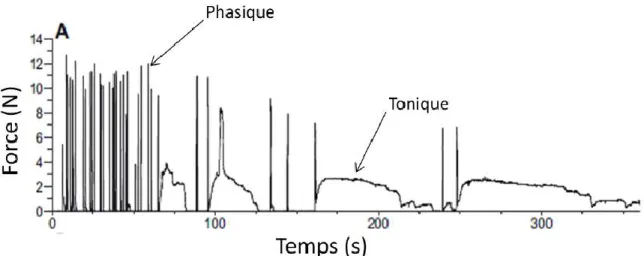 Figure 1.11.  Production de force du muscle phasique et tonique lors d’une réponse de fuite  chez Amusium balloti