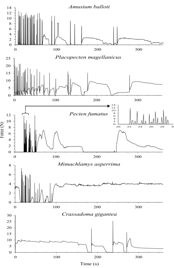 Figure  2.2.  Typical  force  recording  during  an  escape  response  for  each  experimental  scallop species: (A) A
