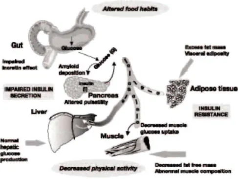 Figure 1: Illustration of the main abnormalities influencing insulin secretion and insulin sensitivity in elderly  people