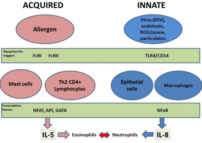 Fig  2.  Acquired  and  innate  immune  pathways  leading  to  IL-5  mediated  eosinophil  inflammation (acquired pathway) or IL-8 mediated neutrophil inflammation (innate pathway)