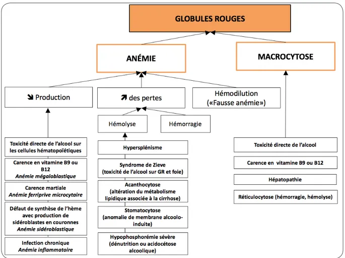 Figure 2. Impacts de la consommation éthylique et de la cirrhose éthylique sur les érythrocytes (5, 9).