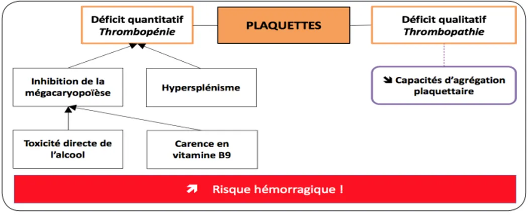 Figure 5. Impacts de la consommation éthylique et de la cirrhose éthylique sur les plaquettes (5, 9).