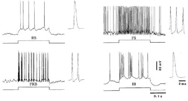 Figure 1.2 Electrophysiological identification of neocortical neurons 