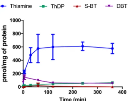 Figure 3. DBT (50 µM) is metabolized to thiamine and ThDP in cultured Neuro2a cells. DBT and S- S-benzoylthiamine (S-BT) were determined by mass spectrometry and thiamine and ThDP were  determined by HPLC as thiochrome derivatives