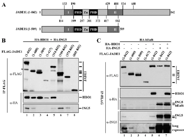 Figure 3-2. Molecular determinants for assembly of HBO1 HAT complexes. 
