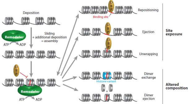Figure 1-3. Mécanismes d’action des complexes de remodelage de la chromatine.  