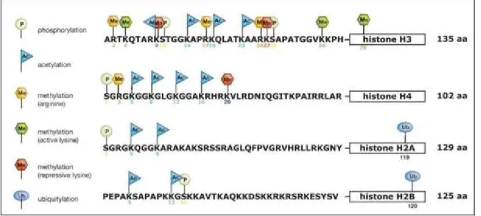 Figure 1-4. Modifications post-traductionnelles des histones.  
