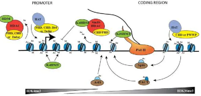 Figure 1-6. Acétylation et méthylation dynamique aux promoteurs et aux régions codantes  des gènes