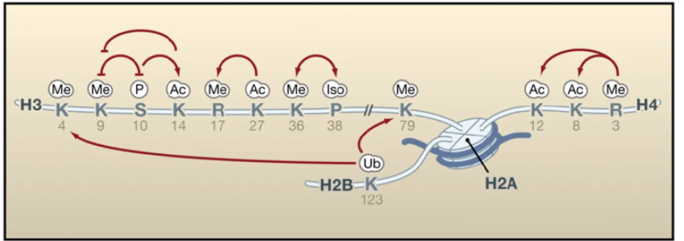 Figure 1-7. Interrelation entre les différentes marques d’histones. 