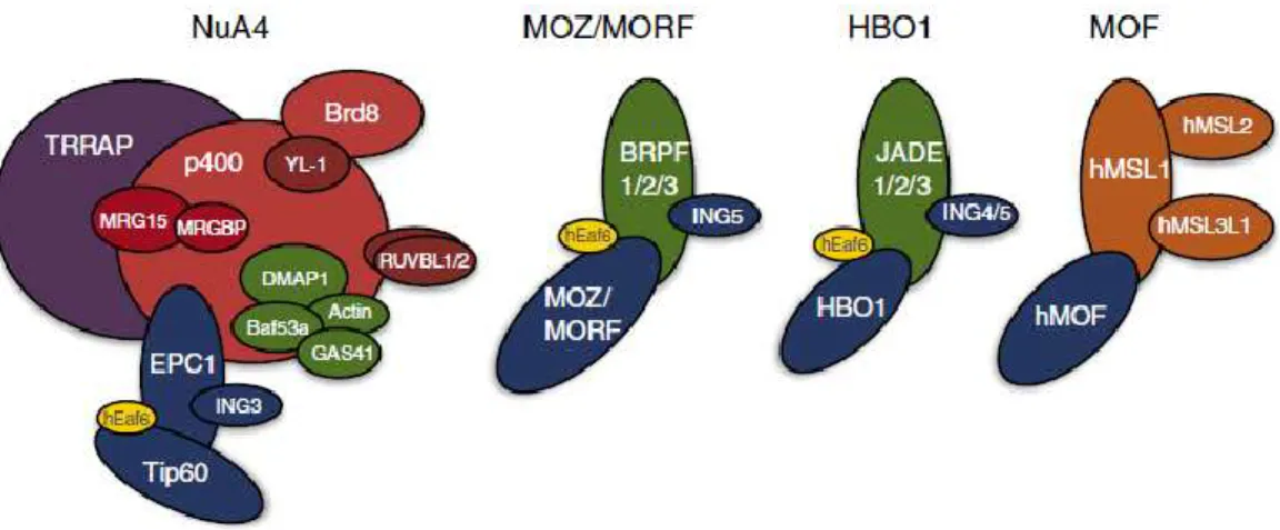 Figure  1-9.  Domaines  de  reconnaissance  de  la  chromatine  au  sein  des  complexes  acétyltransférases de la famille MYST