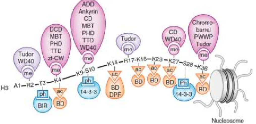 Figure 2-1. Readers of histone PTMs. 