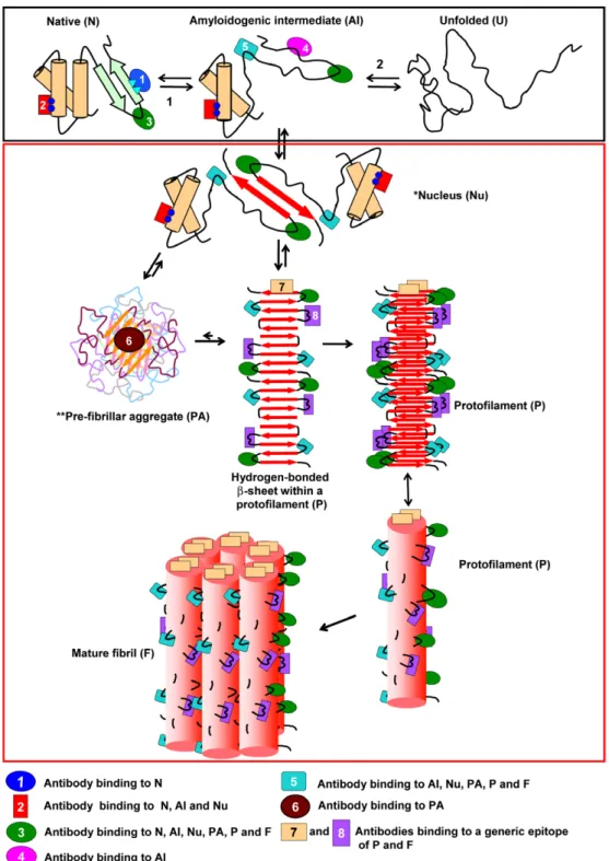 Fig. 1 . Schematic representation of the mechanism of formation of amyloid fibrils and the various types of antibodies that can be produced