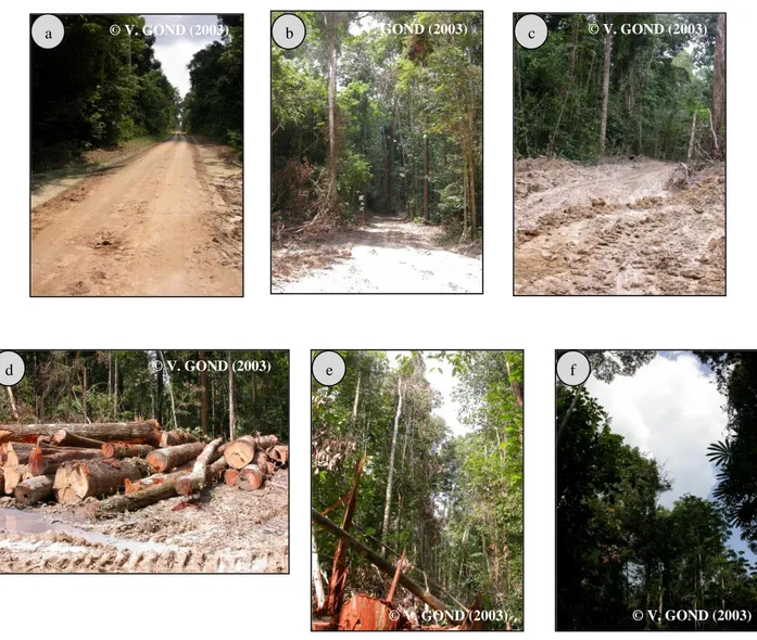 Figure 1: Illustration des impacts de la dégradation forestière liés à l'exploitation du bois