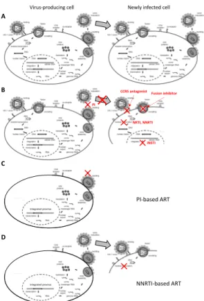 Figure 1. HIV replication cycle and the effects of antiretroviral drugs. (A) Untreated infection