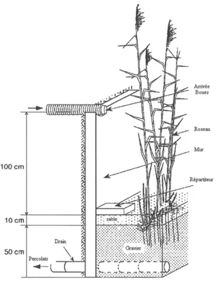 Figure 8: Schéma de principe du rhizocompostage (schema extrait de la doctrine rhizocompostage) 