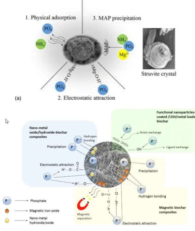 Figure 5. Mécanismes mis en jeu dans l’adsoprtion du phosphore (a) la diatomite enrichi en  oxydes de magnésium (figure extraite de Xia et al 2016) et (b) par le biochar enrichi en oxydes 