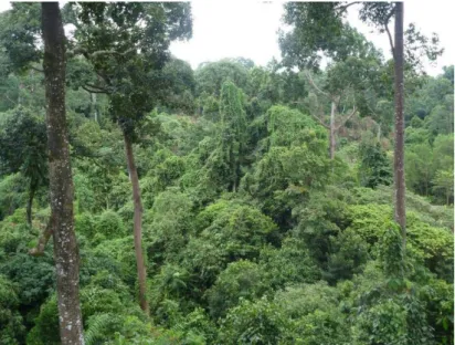 Figure  1:  canopée  en  forêt  tropicale  d'Amérique  du  Sud,  source  :  https://www.aquaportail.com/synonyme-11461- https://www.aquaportail.com/synonyme-11461-canopee.html