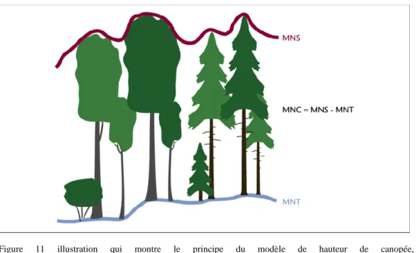 Figure  11  illustration  qui  montre  le  principe  du  modèle  de  hauteur  de  canopée,  source: 