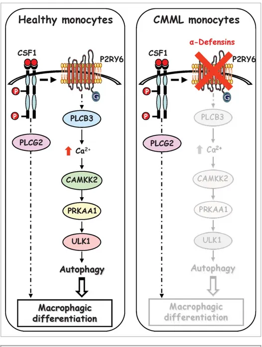Figure 8. Schematic view of the signaling pathways involved in healthy and CMML monocytes during CSF1-induced differentiation
