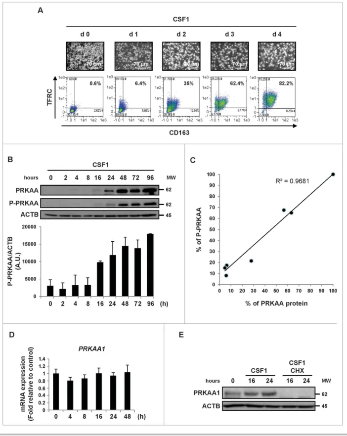 Figure 1. CSF1-induced differentiation of human monocytes is associated with the induction of PRKAA expression and activation