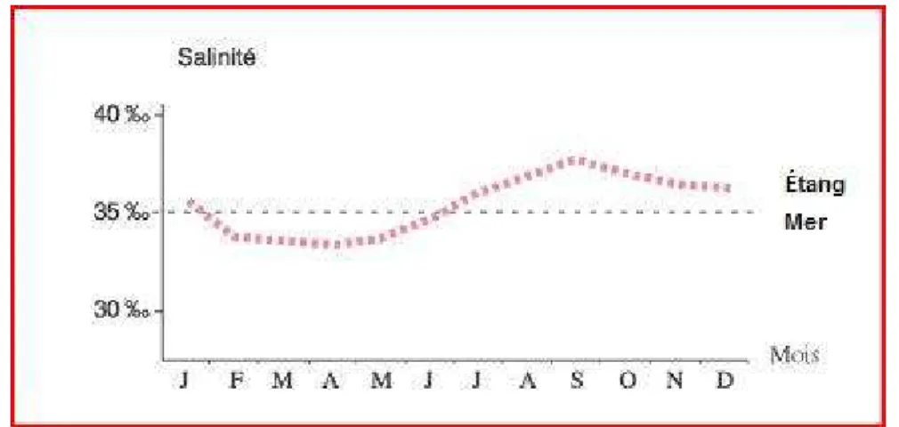 Figure 9 : Variation de la salinité de l’étang de Thau                                                           