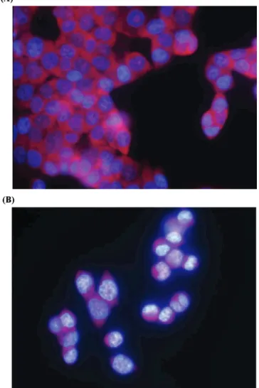 Figure 3. Cells morphology changes after ceramide treatment, HCT116 cells were untreated (A) or treated for 16 h with C6-ceramide (50 µM)(B), then doubly stained with DAPI and propidium iodide and finally observed by fluorescent microscopy.