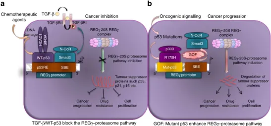 Figure 10 | Differential regulation of the REGc–20S proteasome pathway by p53/Smad3 and mutant p53 in cancer cells