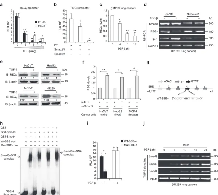 Figure 2 | Smad complex represses the REGc–proteasome pathway through SBE. (a) H1299 and HaCaT cells were transfected independently with REGg reporter construct (2 mg), treated with different doses of TGF-b for 24 h before lysis and were analysed for lucif