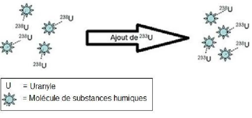 Figure 3. Introduction d’uranium d’origine anthropique dans un milieu naturel déjà à l’équilibre