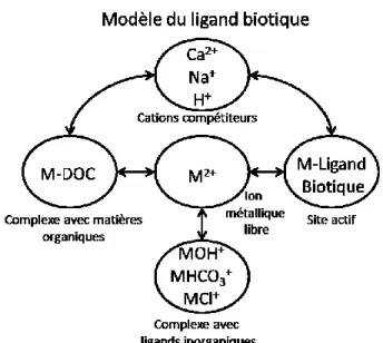 Figure 16. Modèle du ligand biotique tel que démontré par l’auteur D.M. Di Toro (traduit de  Environ