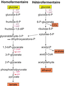 Figure 1.1. Voies métaboliques homofermentaire et hétérofermentaire de la dégradation des sucres représentées ici  avec le glucose comme exemple