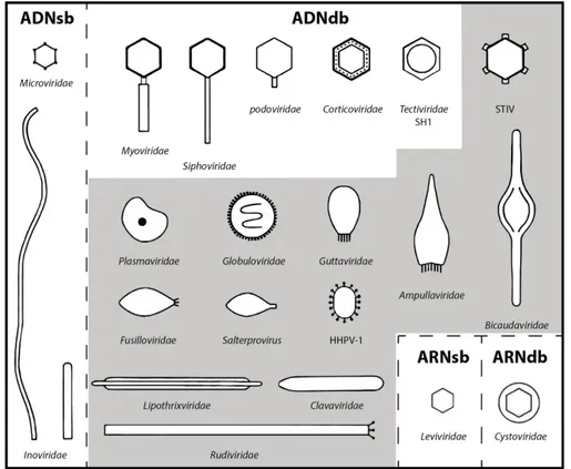 Figure 1.3. Morphotypes des virus infectant les procaryotes. Les lignes pointillées séparent les morphotypes selon la  nature des acides nucléiques qui compose leur génome