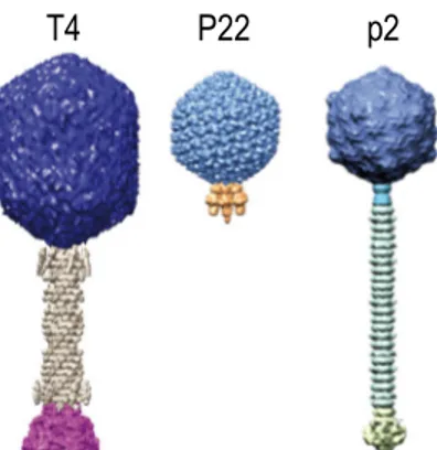 Figure 1.4. Structures types des trois familles de l’ordre Caudovirales. La famille Myoviridae est représentée par le phage  T4, P22 représente la famille Podoviridae et la famille Siphoviridae est représentée par le phage p2