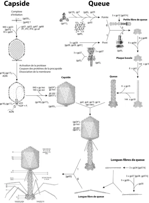 Figure 1.6. Assemblage séquentiel du bactériophage T4. Image modifiée de San Martín, 2013