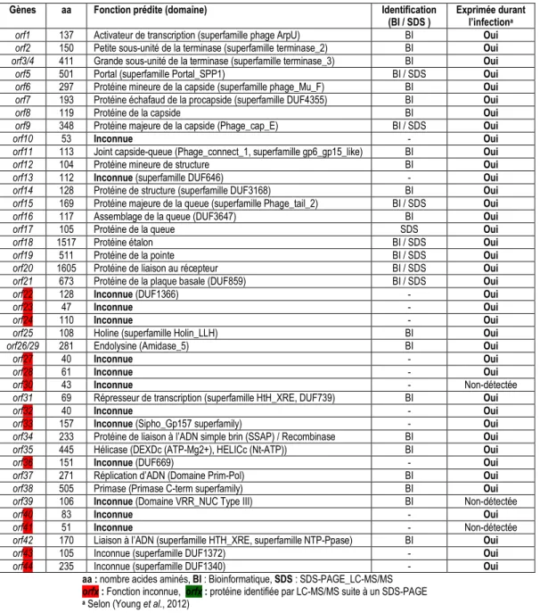Tableau 1.2. Gènes du phage 2972 et leurs fonctions prédites. 