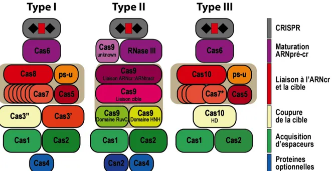 Figure 1.9. Familles des protéines Cas et leur rôles pour les trois types majeurs de système CRISPR-Cas