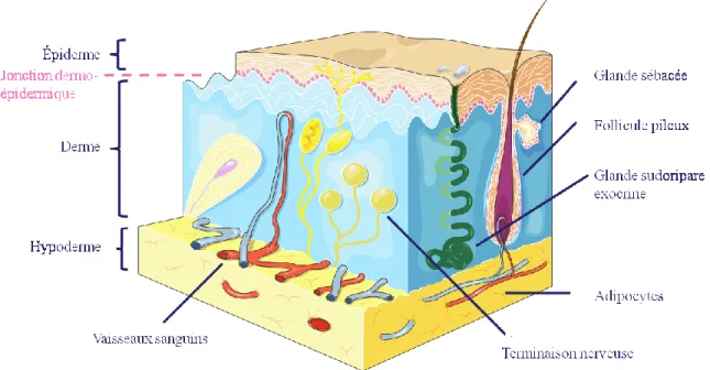 Figure 1 : Schéma de la peau 