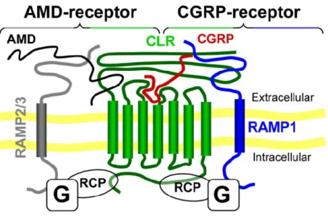 Figure 7: Schéma du récepteur de la CGRP 