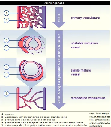 Figure 8: Mécanisme de la vasculogenèse  