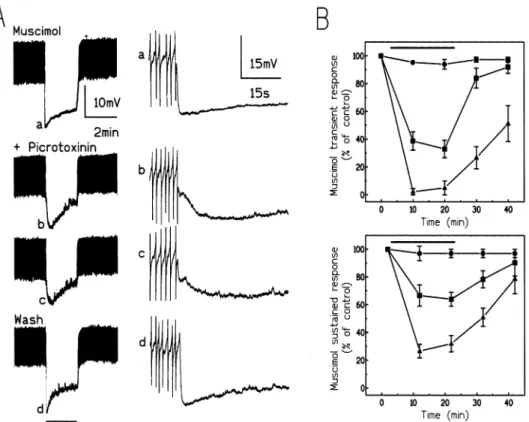 Fig. 5. Reduction of the muscimol-induced biphasic hyperpolarization by picrotoxinin. (A) Bath-application of 10 ⫺6 moll-picrotoxinin reduced both phases of the hyperpolarizing response induced by 10 ⫺4 moll ⫺1 muscimol