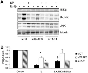 Fig. 5. Proposed model for the differential IKK activation by IL-1b and TNF- a in b- b-cells